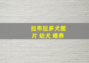 拉布拉多犬图片 幼犬 喂养